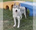 Small Siberian Husky Mix