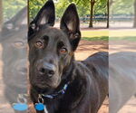 Small #12 German Shepherd Dog Mix