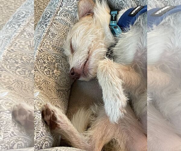 Medium Photo #4 Mutt Puppy For Sale in Princeton, MN, USA