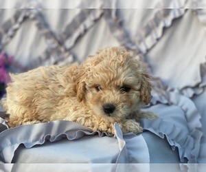Goldendoodle Puppy for sale in LANCASTER, PA, USA