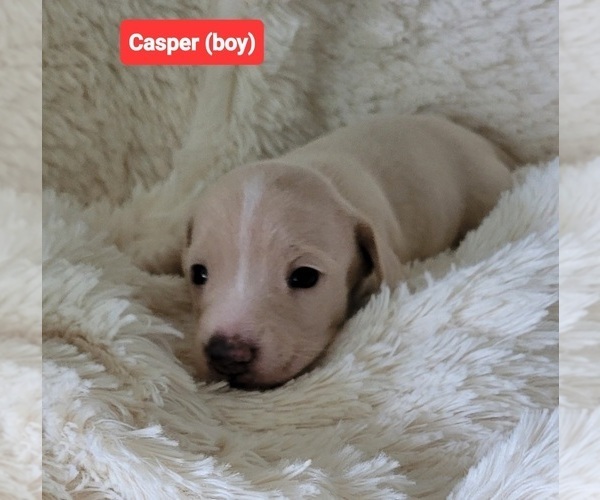 Medium Photo #1 Dachshund Puppy For Sale in SALISBURY, NC, USA