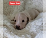 Small Dachshund