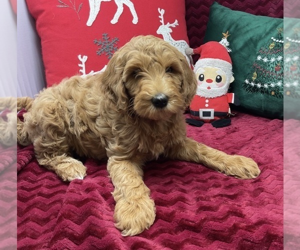 Medium Photo #1 Goldendoodle (Miniature) Puppy For Sale in BATTLE CREEK, MI, USA