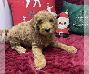 Goldendoodle (Miniature) Puppy for sale in BATTLE CREEK, MI, USA