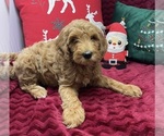 Small Goldendoodle (Miniature)
