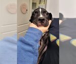Small #6 American Pit Bull Terrier Mix