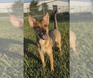 German Shepherd Dog Dogs for adoption in Rosenberg, TX, USA