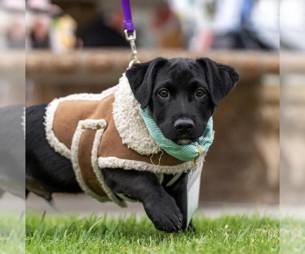 Medium Photo #4 Dachshund-Unknown Mix Puppy For Sale in San Diego, CA, USA