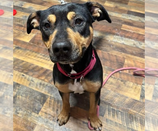 Medium Photo #2 Rottweiler-Unknown Mix Puppy For Sale in Benton, PA, USA