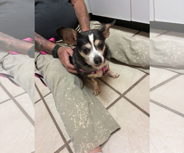Medium Photo #2 Chihuahua Puppy For Sale in Middlesex, NC, USA