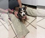 Small #1 Chihuahua