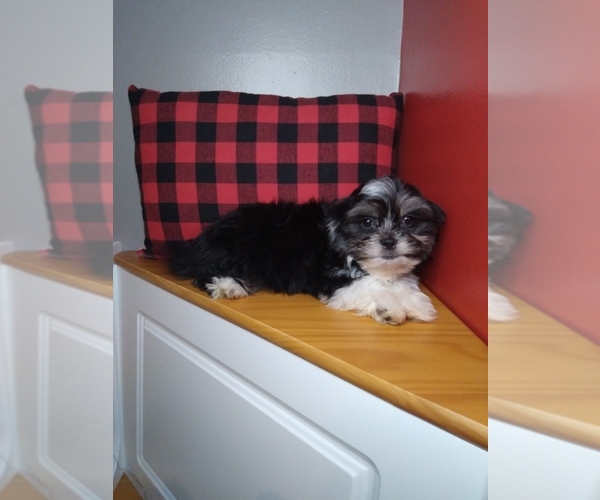Medium Photo #6 Shih Tzu Puppy For Sale in INDIANAPOLIS, IN, USA
