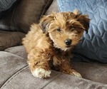 Small #16 Havanese