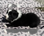 Small Photo #45 Australian Shepherd Puppy For Sale in SALISBURY, NC, USA