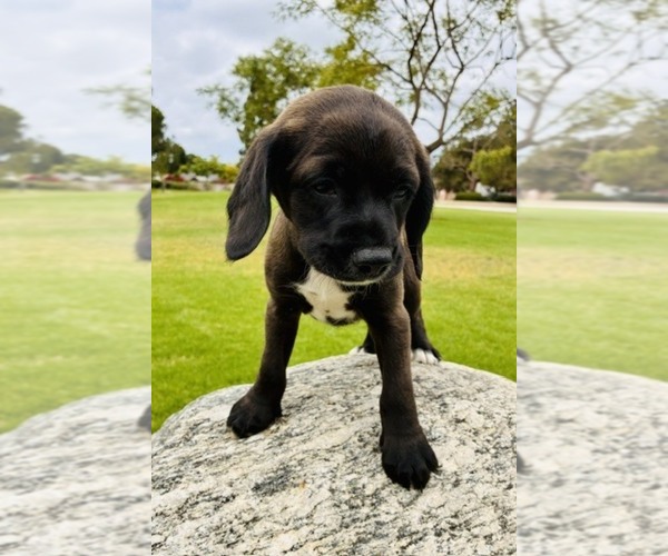 Medium Photo #3 Cocker Spaniel Puppy For Sale in IRVINE, CA, USA