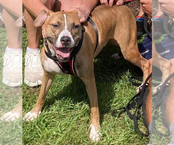 Medium Photo #5 Boston Terrier-Boxer Mix Puppy For Sale in Coventry, CT, USA