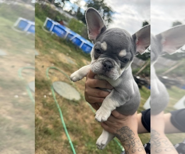 Medium Photo #12 French Bulldog Puppy For Sale in KENT, WA, USA