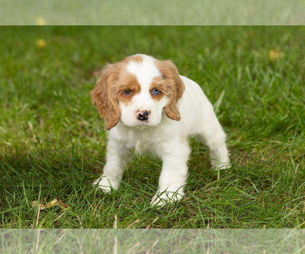 Medium Photo #3 Cocker Spaniel Puppy For Sale in NAPPANEE, IN, USA