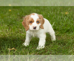 Small #2 Cocker Spaniel