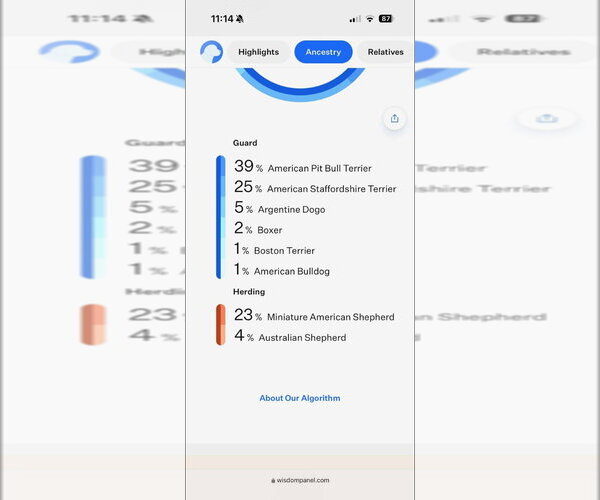 Medium Photo #7 Mutt Puppy For Sale in Great Bend, KS, USA