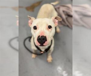 American Pit Bull Terrier Dogs for adoption in Peoria, IL, USA