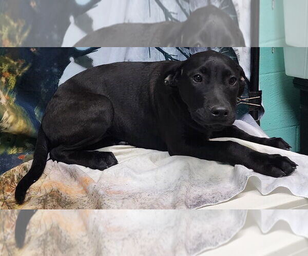 Medium Photo #4 Bulldog-Labrador Retriever Mix Puppy For Sale in Wetumpka, AL, USA