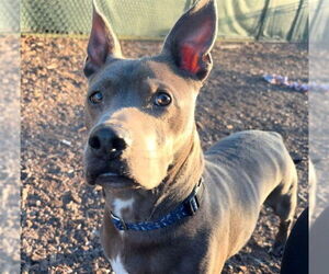 Mutt Dogs for adoption in Waterford, VA, USA