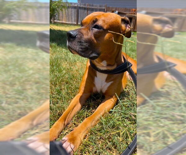 Medium Photo #2 Boxer Puppy For Sale in Austin, TX, USA