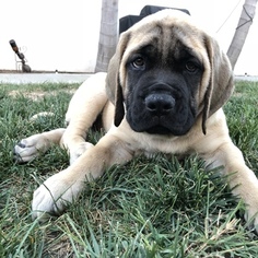 Mastiff Puppy for sale in SAN DIMAS, CA, USA