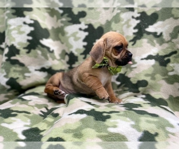 Medium Photo #2 Puggle Puppy For Sale in LAKELAND, FL, USA