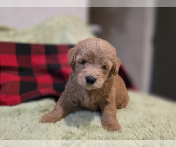 Medium Photo #5 Goldendoodle Puppy For Sale in DUBLIN, TX, USA