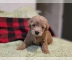 Small #4 Goldendoodle