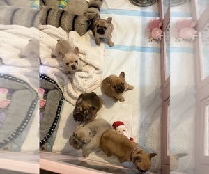 French Bulldog Puppy for sale in SPOKANE, WA, USA