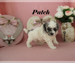 Small #4 Poodle (Toy)