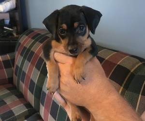 Miniature Pinscher Puppy for sale in MULVANE, KS, USA