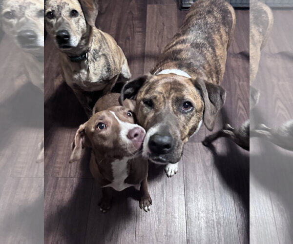 Medium Photo #18 Labrador Retriever-Unknown Mix Puppy For Sale in Columbus, IN, USA