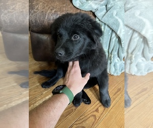 Chow Chow-Miniature Australian Shepherd Mix Puppy for sale in CANTON, OH, USA