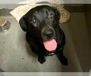 Labrador Retriever-Unknown Mix Dogs for adoption in Orange, CA, USA