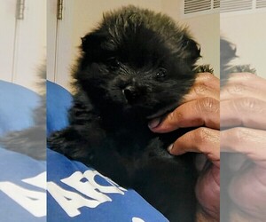 Pomeranian Puppy for sale in SAINT LOUIS, MO, USA