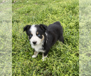 Australian Shepherd Puppy for sale in EXETER, MO, USA