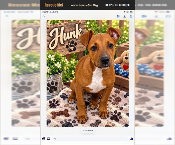 Medium Photo #1 American Staffordshire Terrier Puppy For Sale in Benton, PA, USA
