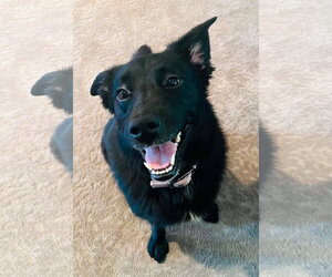 Border Collie-Unknown Mix Dogs for adoption in Germantown, OH, USA