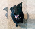 Josey - Female Border Collie-Unknown Mix Dog for Adoption - Small photo