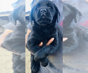 Medium Labrador Retriever