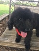 Small Photo #3 Goldendoodle Puppy For Sale in EASLEY, SC, USA