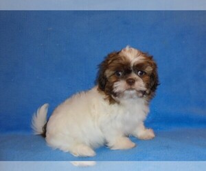 Shih Tzu Dog for Adoption in WILDWOOD, Florida USA