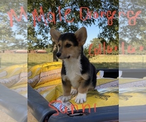 Pembroke Welsh Corgi Puppy for sale in FORT VALLEY, GA, USA