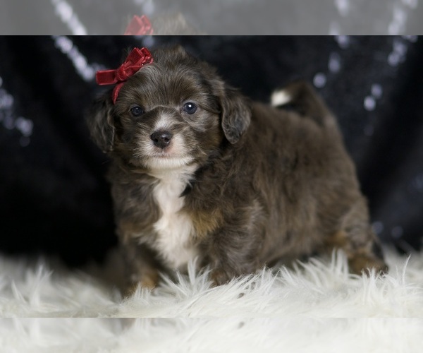 Medium Photo #3 Goldendoodle (Miniature) Puppy For Sale in WARSAW, IN, USA