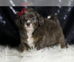 Small #2 Goldendoodle (Miniature)