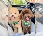 Small Photo #1 Poodle (Miniature) Puppy For Sale in FORT MYERS, FL, USA